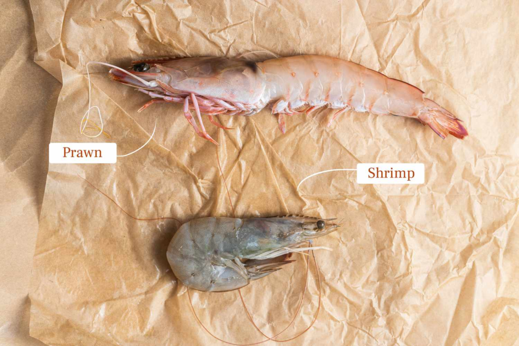 shrimp dan prawn